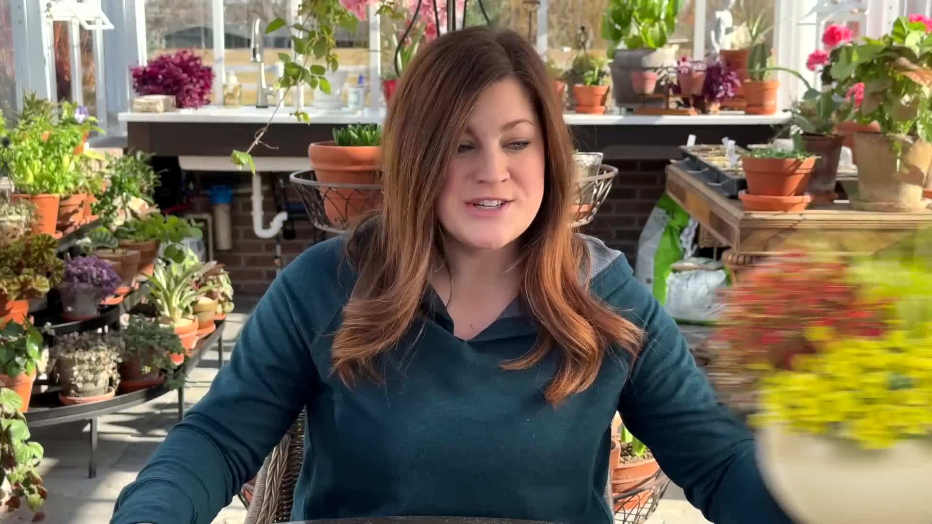 Superbena Imperial Blue in a hanging basket