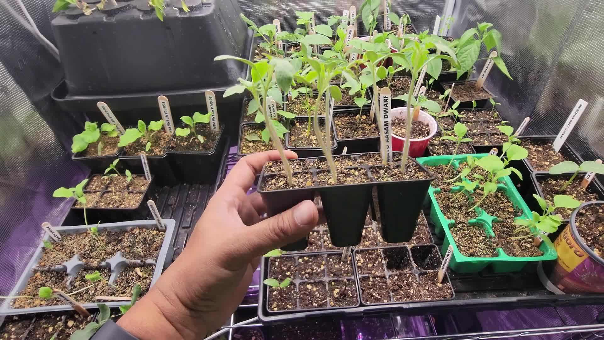 Using a humidity dome for germination