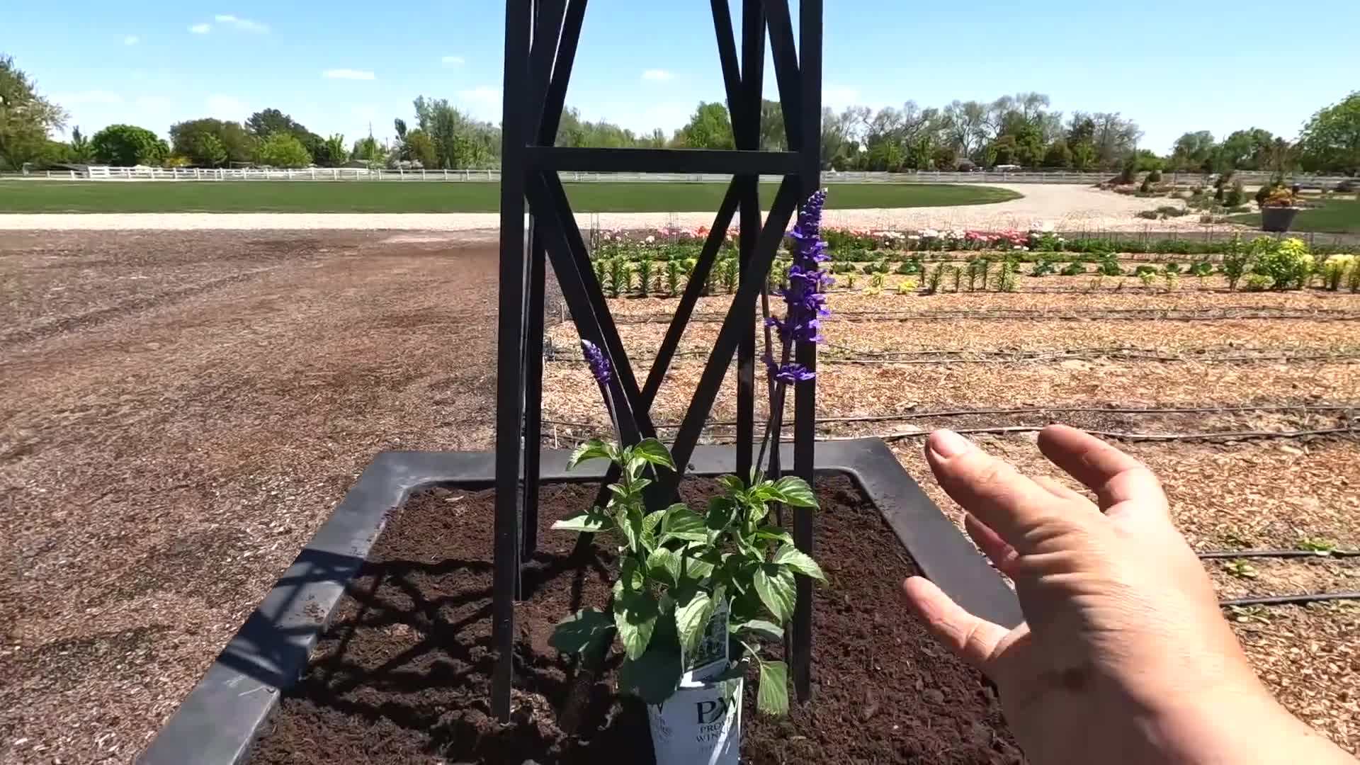 Arrangement of Tallest Plant in the Center of the Container