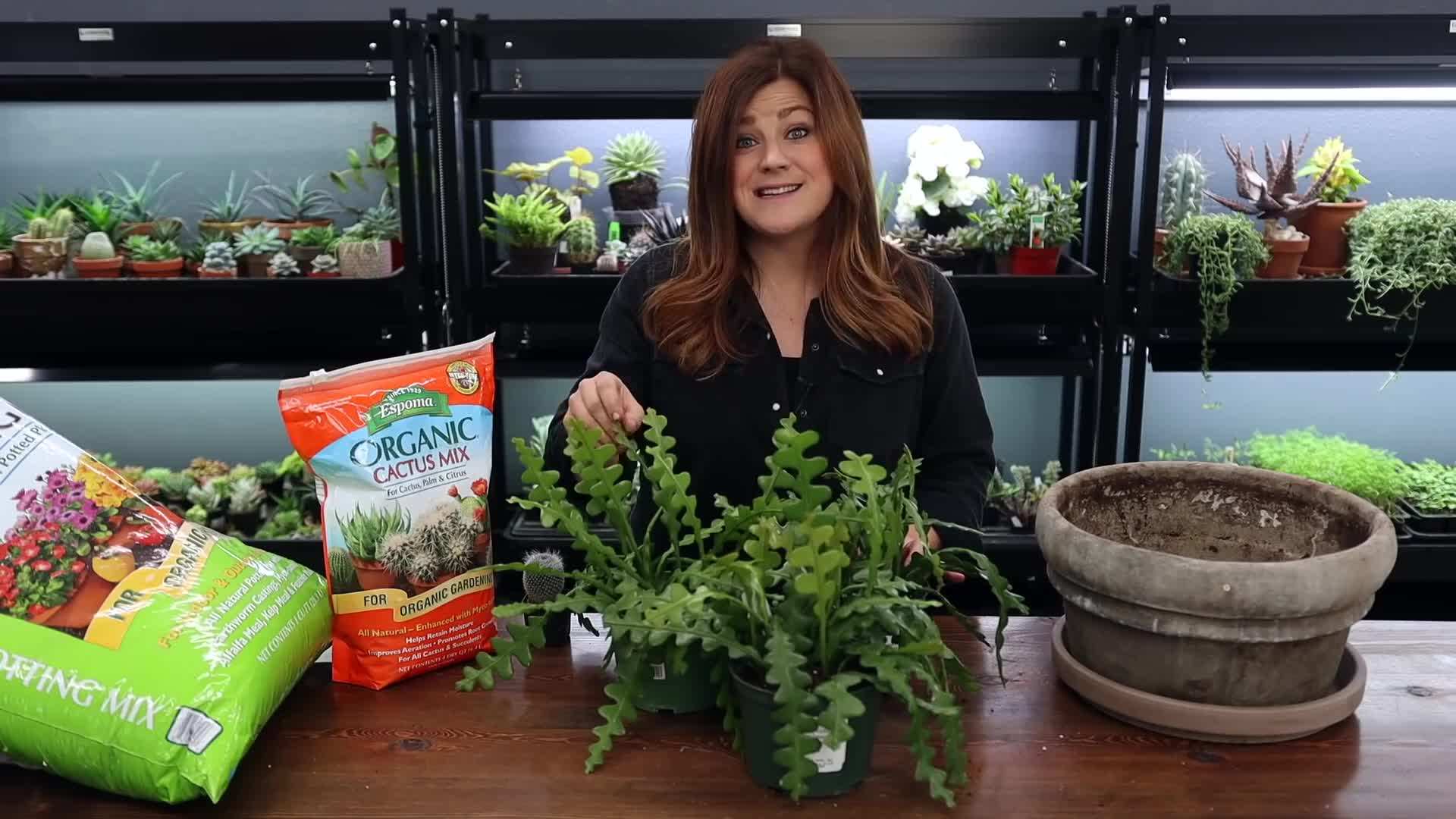 Espoma Cactus Potting Mix