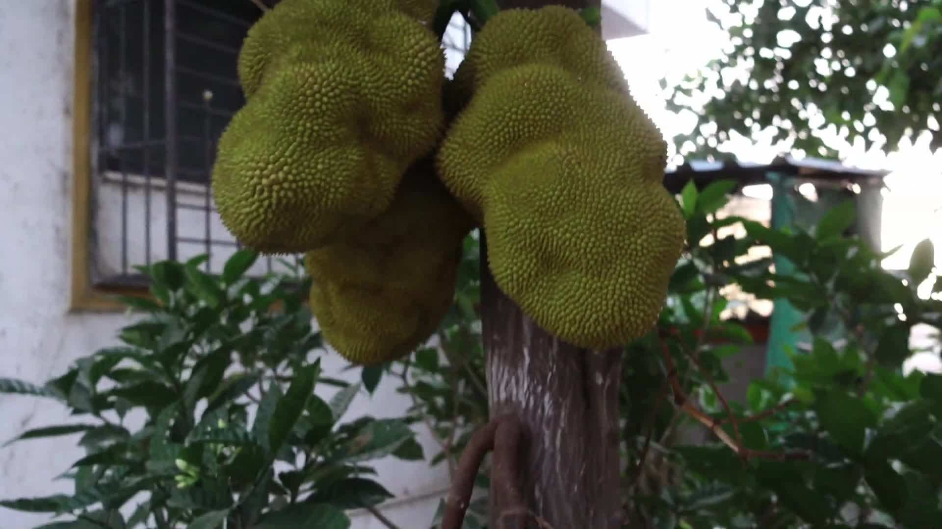 Enriching the Soil with Organic Compost