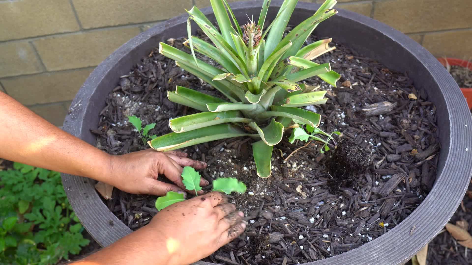 Kohlrabis growing in full sunlight