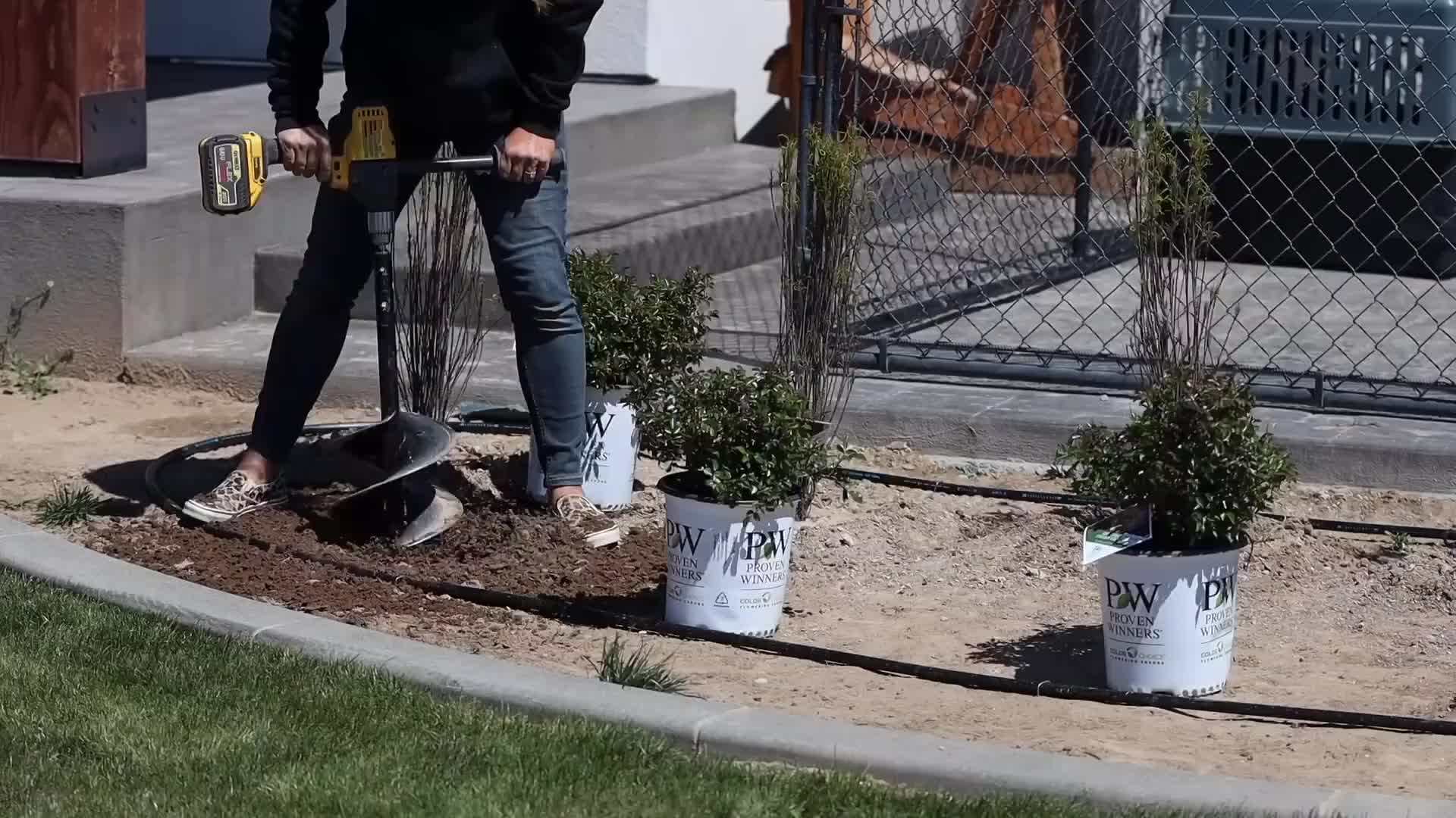Applying mulch around a shrub