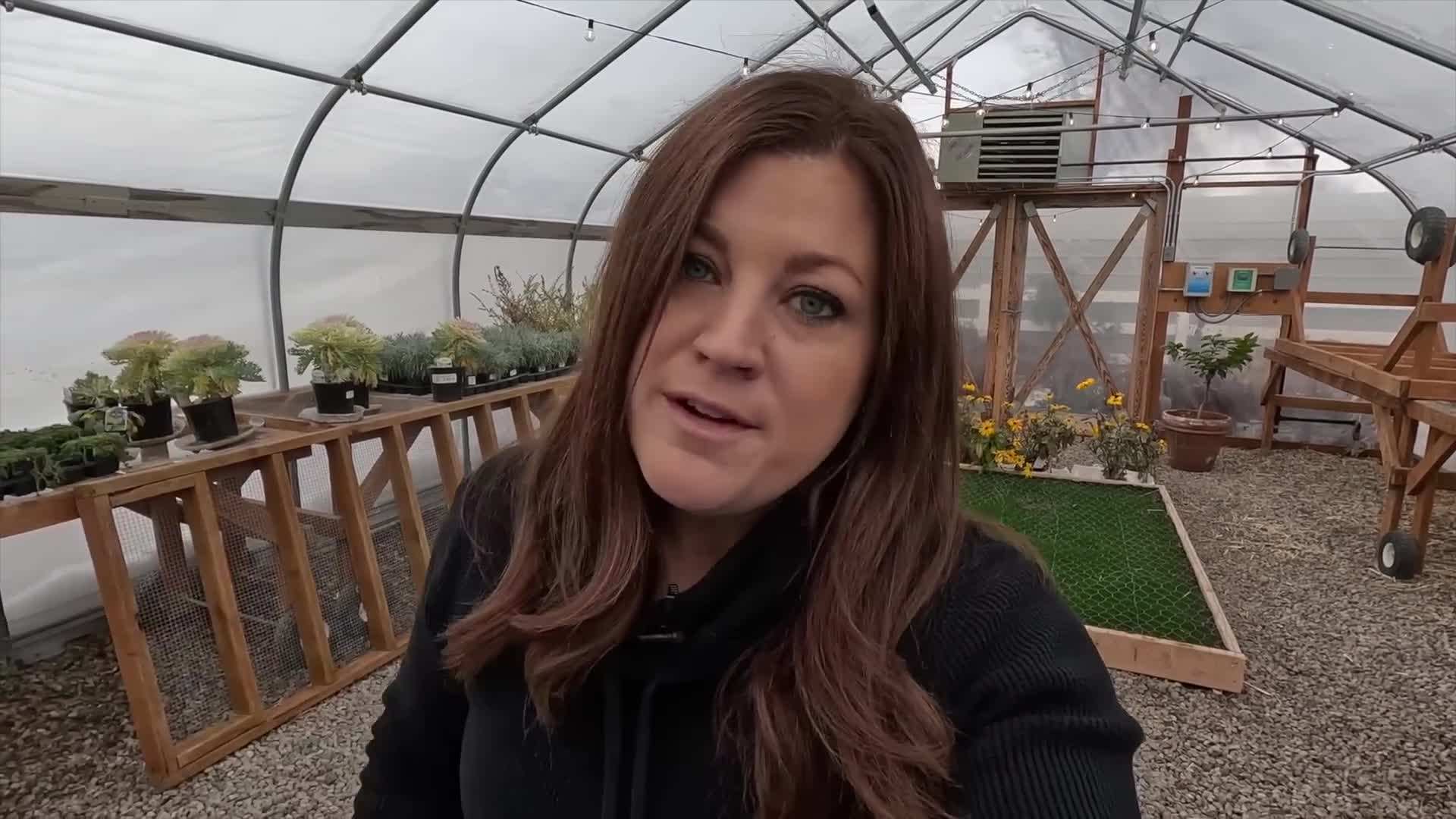 Casey Pelleted Lettuce Seed