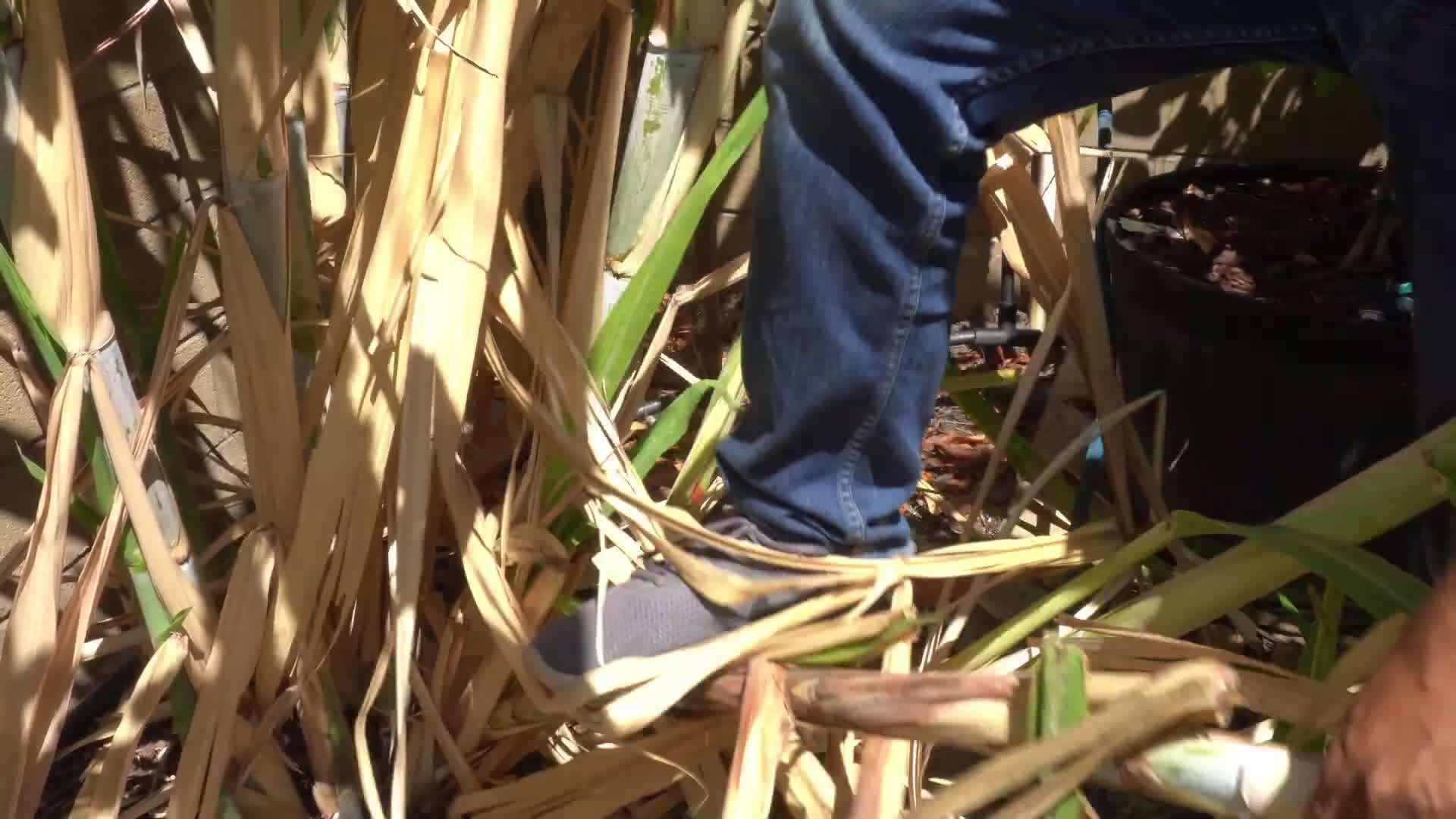 Planting sugarcane sections