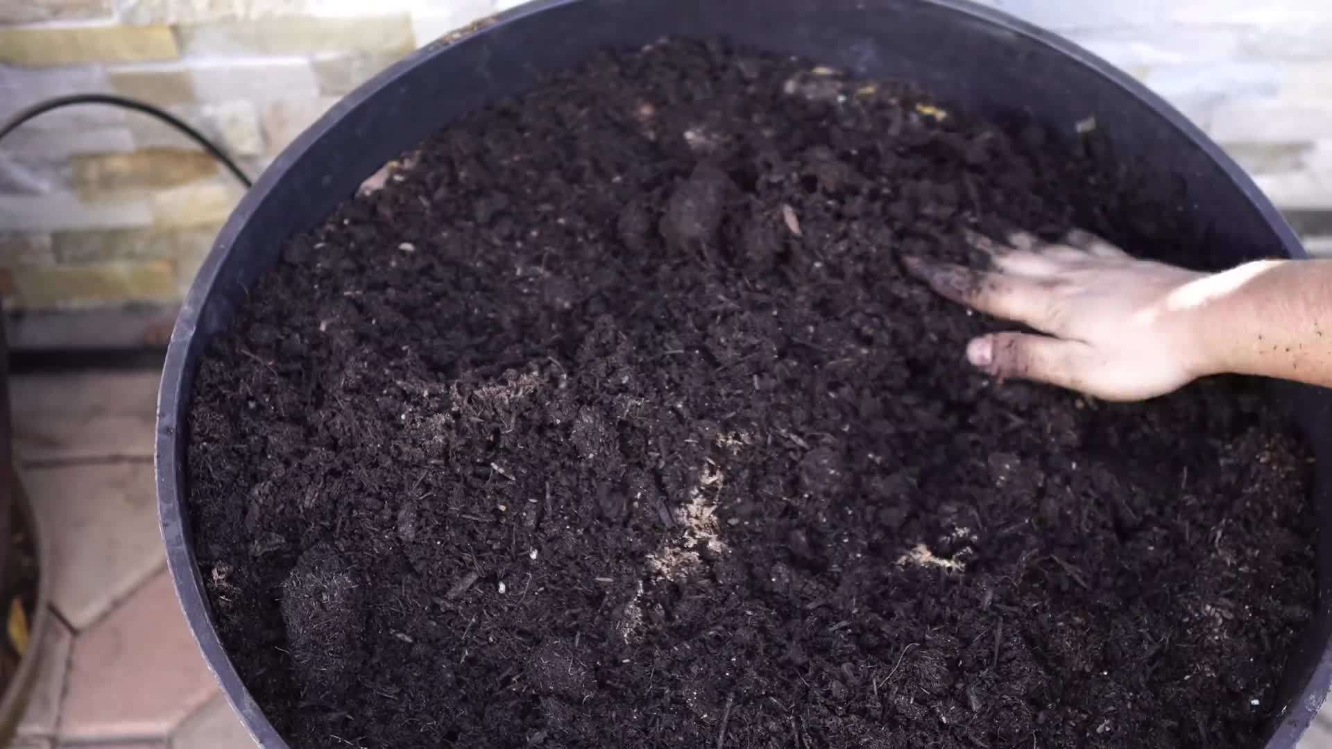 Whiskey barrel container for growing potatoes