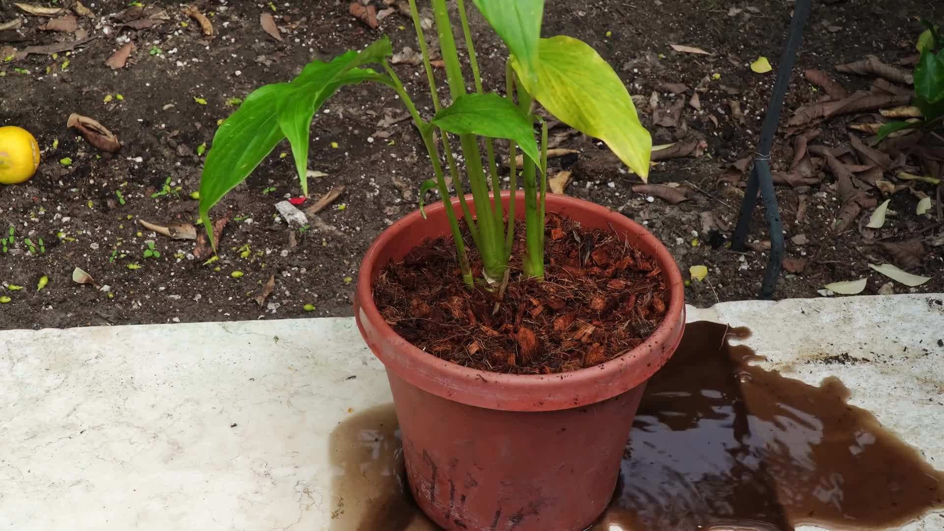 Creating a DIY Coco Coir and Coconut Chips Potting Mix
