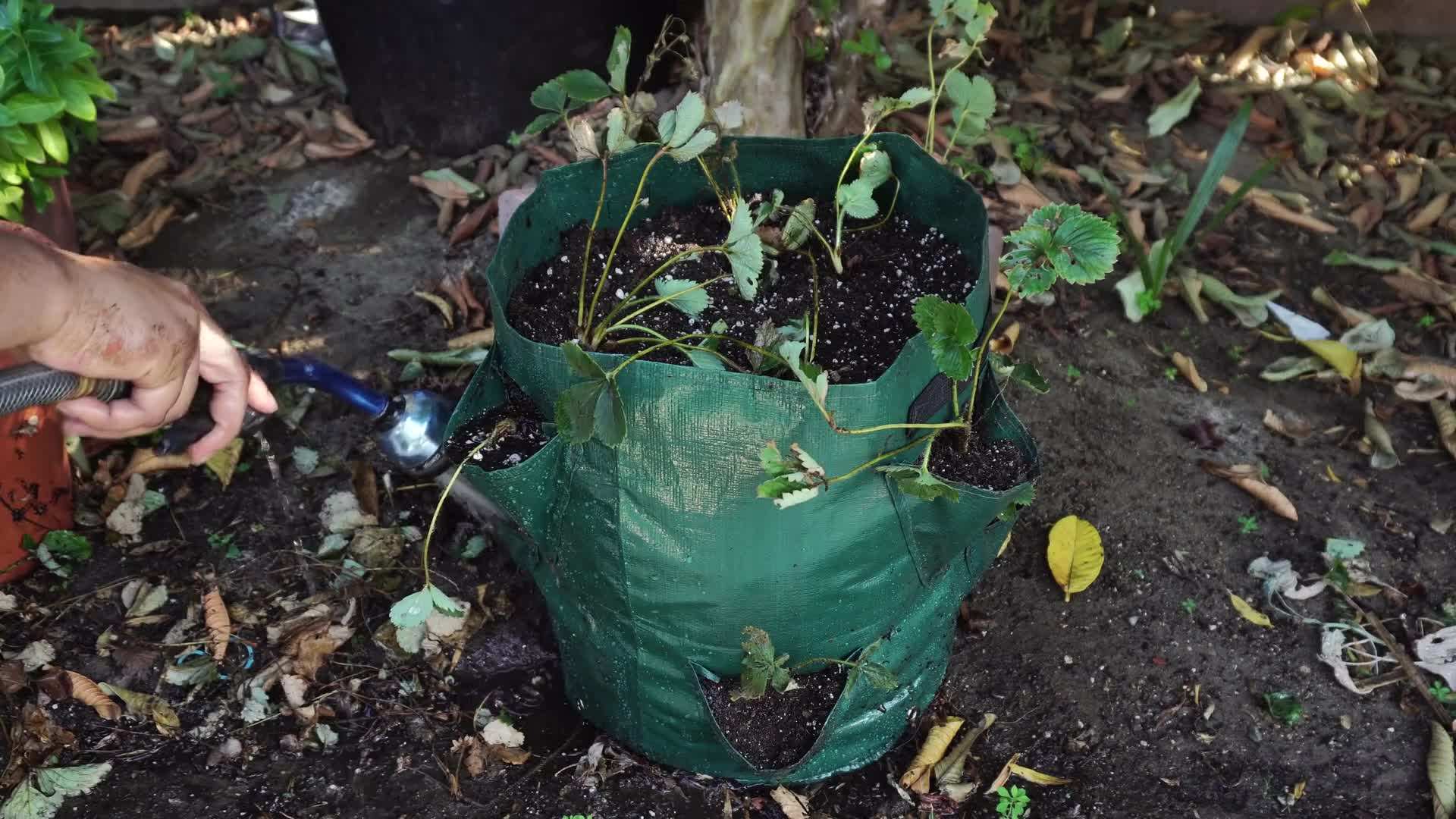 Filling the grow bags with potting mix