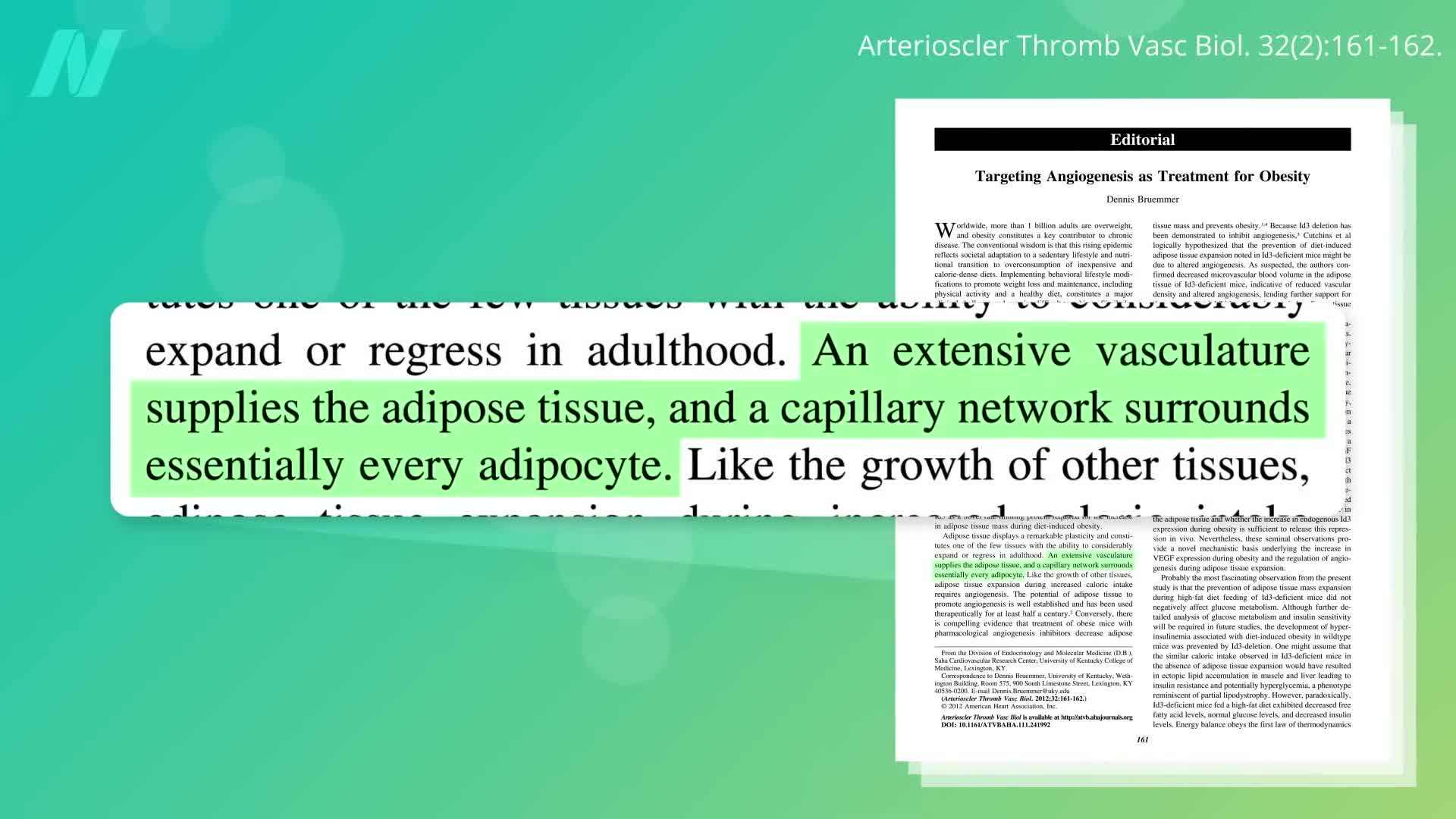 Angiogenesis Process