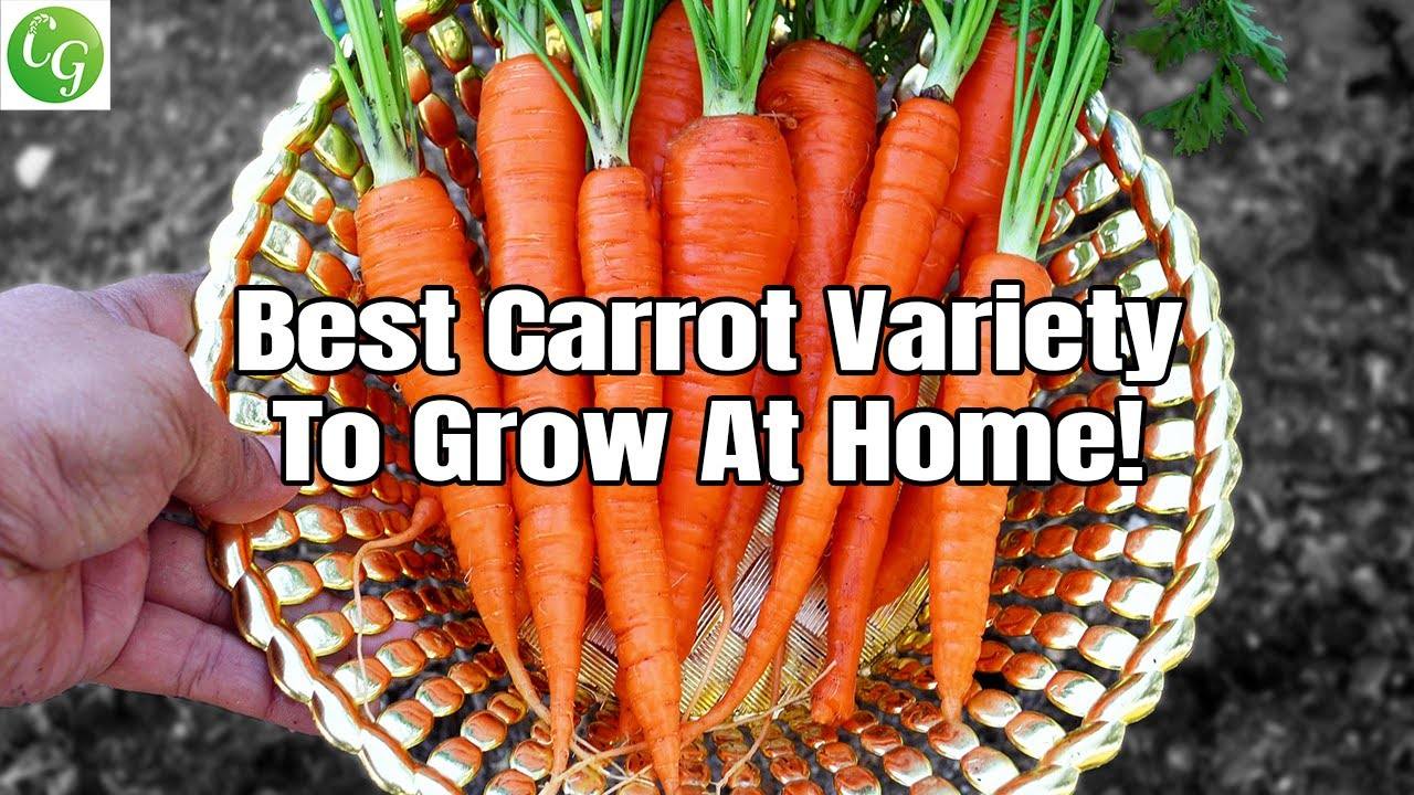 Growing Carrots: The Best Carrot Variety You MUST Have in Your Garden