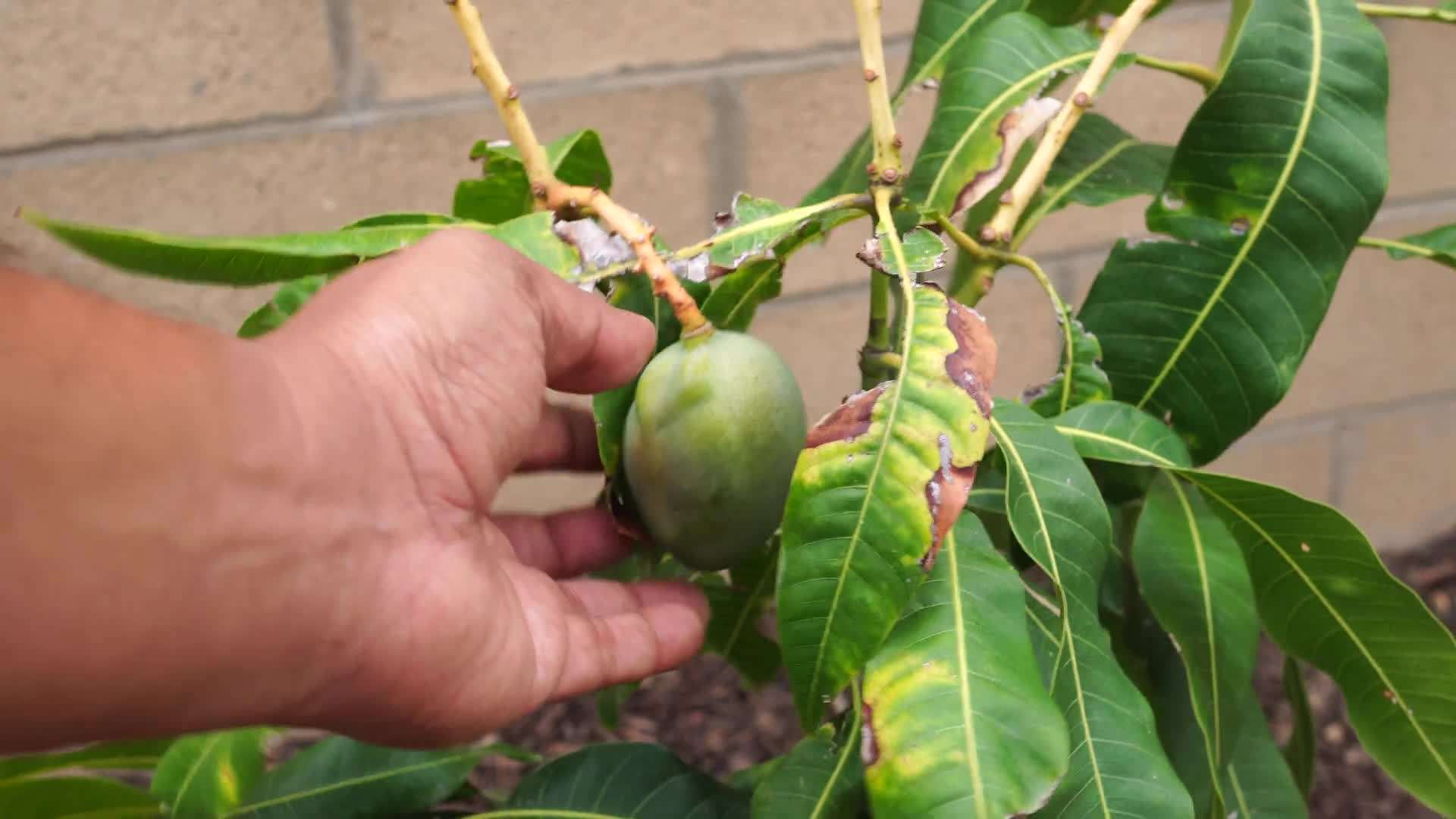 Selecting the Right Container for Mango Trees