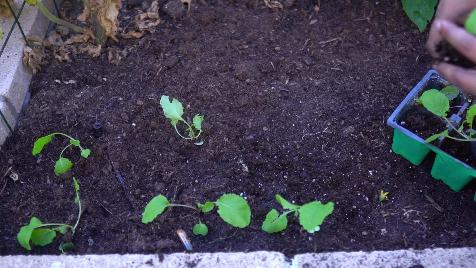 Proper spacing for turnips in containers or raised beds