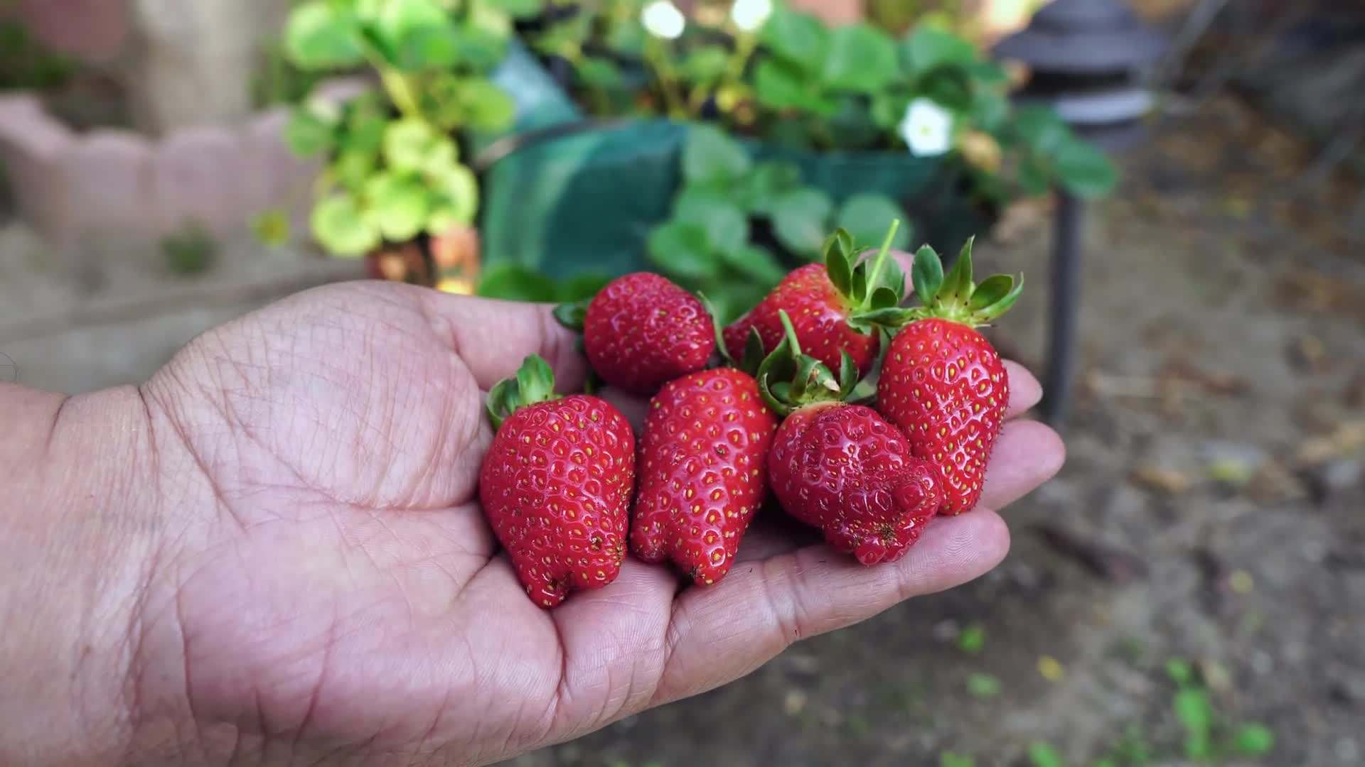 Planting strawberry crowns in the grow bags