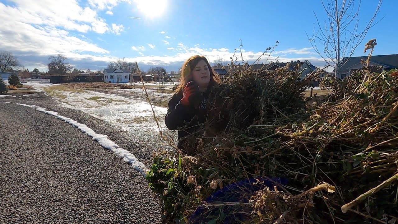 Clearing Out a Few Annuals (in January)! Garden Answer