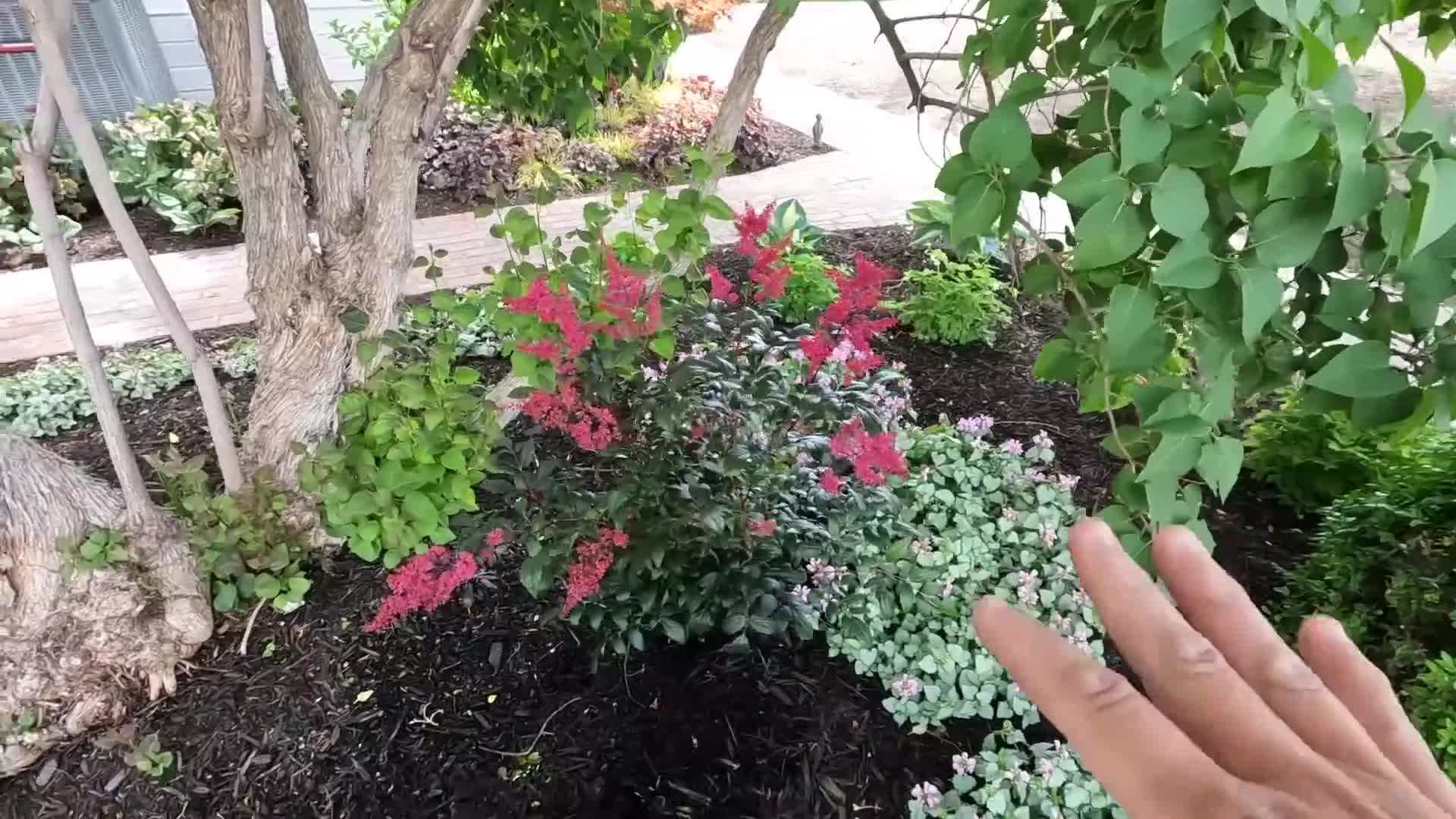 Watering Salvia after Planting