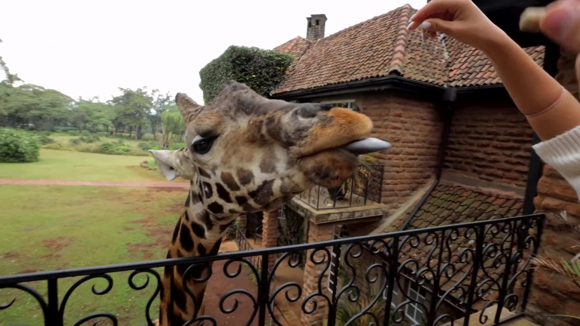 Enjoying a cocktail on the terrace with giraffes