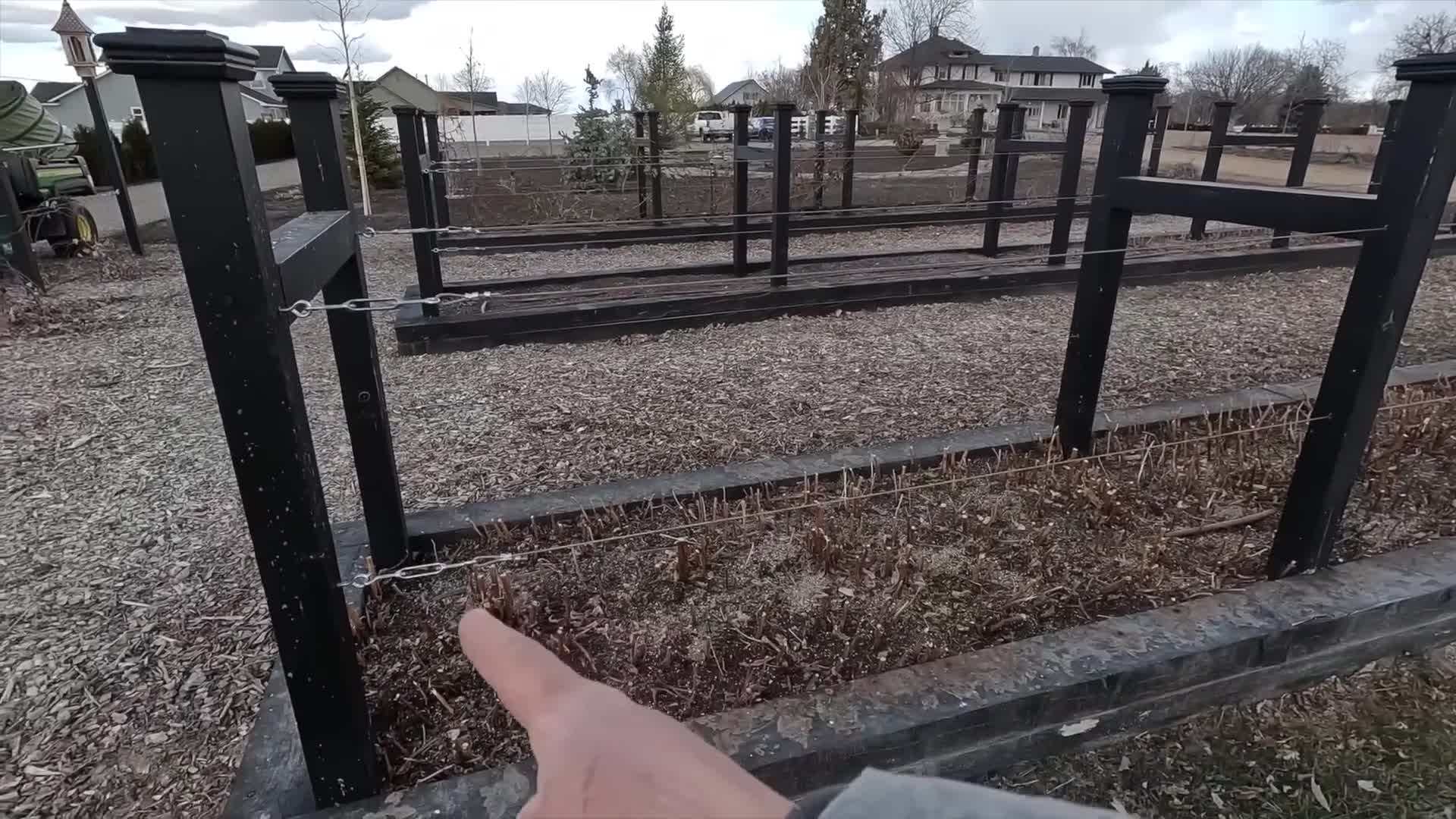 Removing dead and weak canes before new growth begins