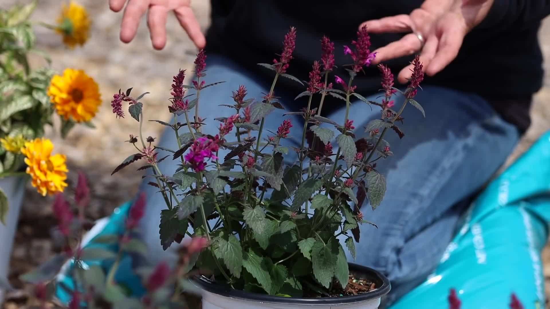 Close-up of Heliopsis 'Bit of Honey' False Sunflower