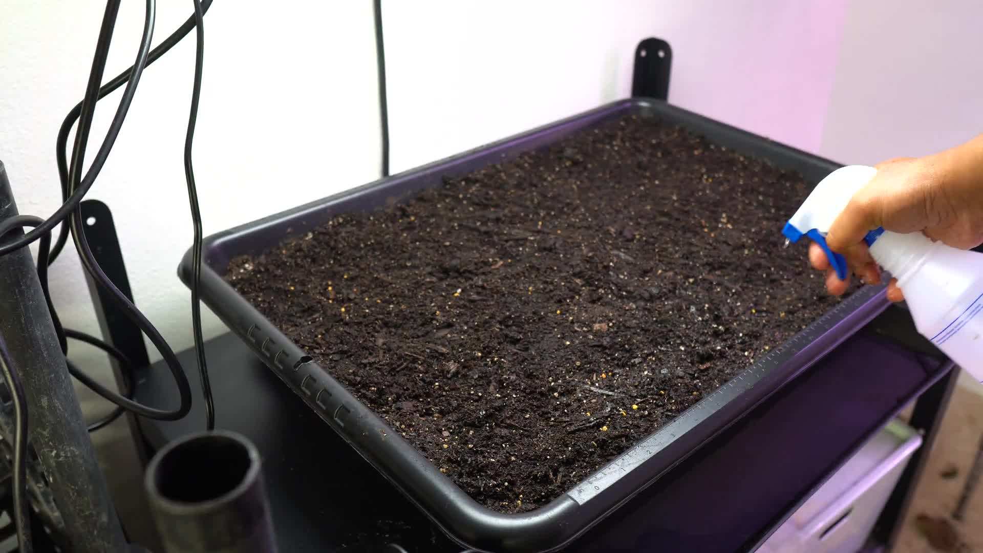 Soaking fenugreek seeds