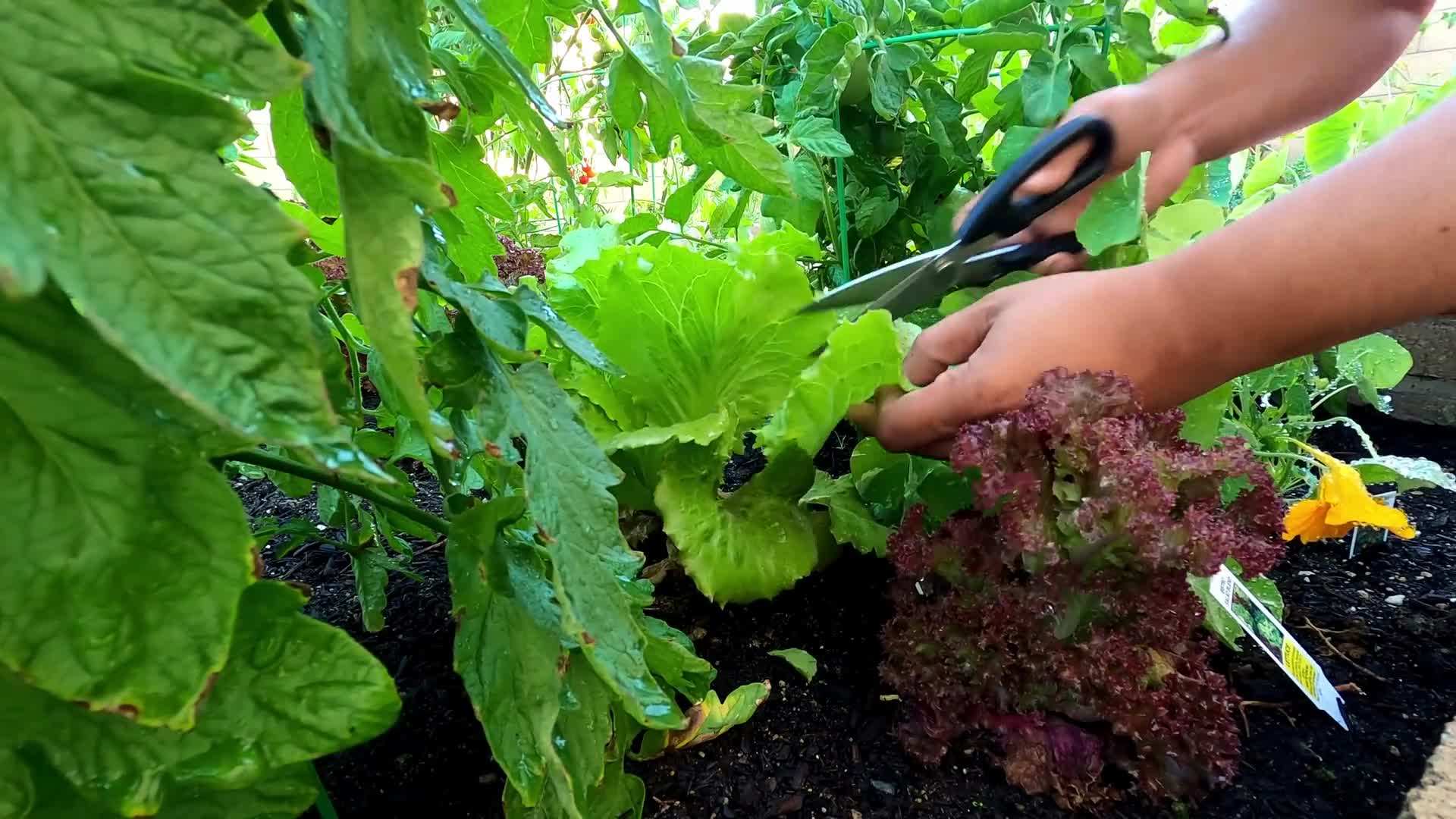 Harvesting fresh lettuce leaves from a shade garden