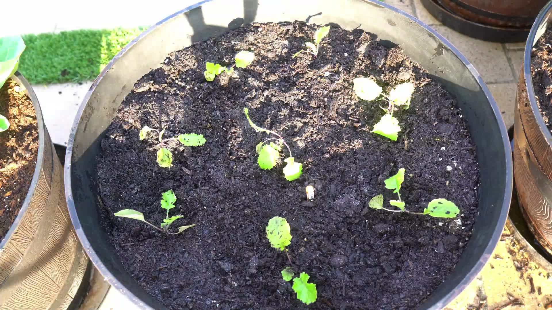 Sowing turnip seeds in the soil