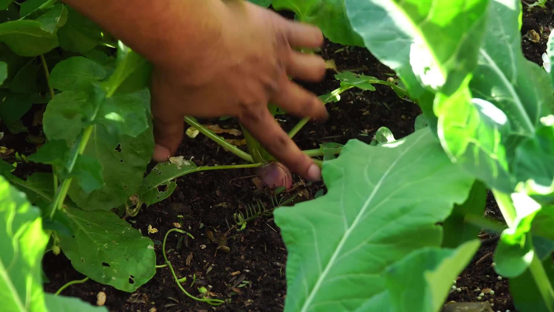 Beautiful Swiss chard plants thriving in partial shade