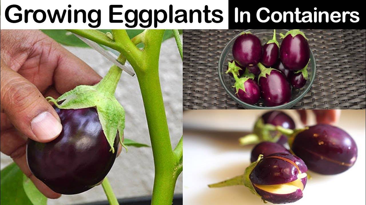 Growing Eggplants in Containers: A Complete Guide