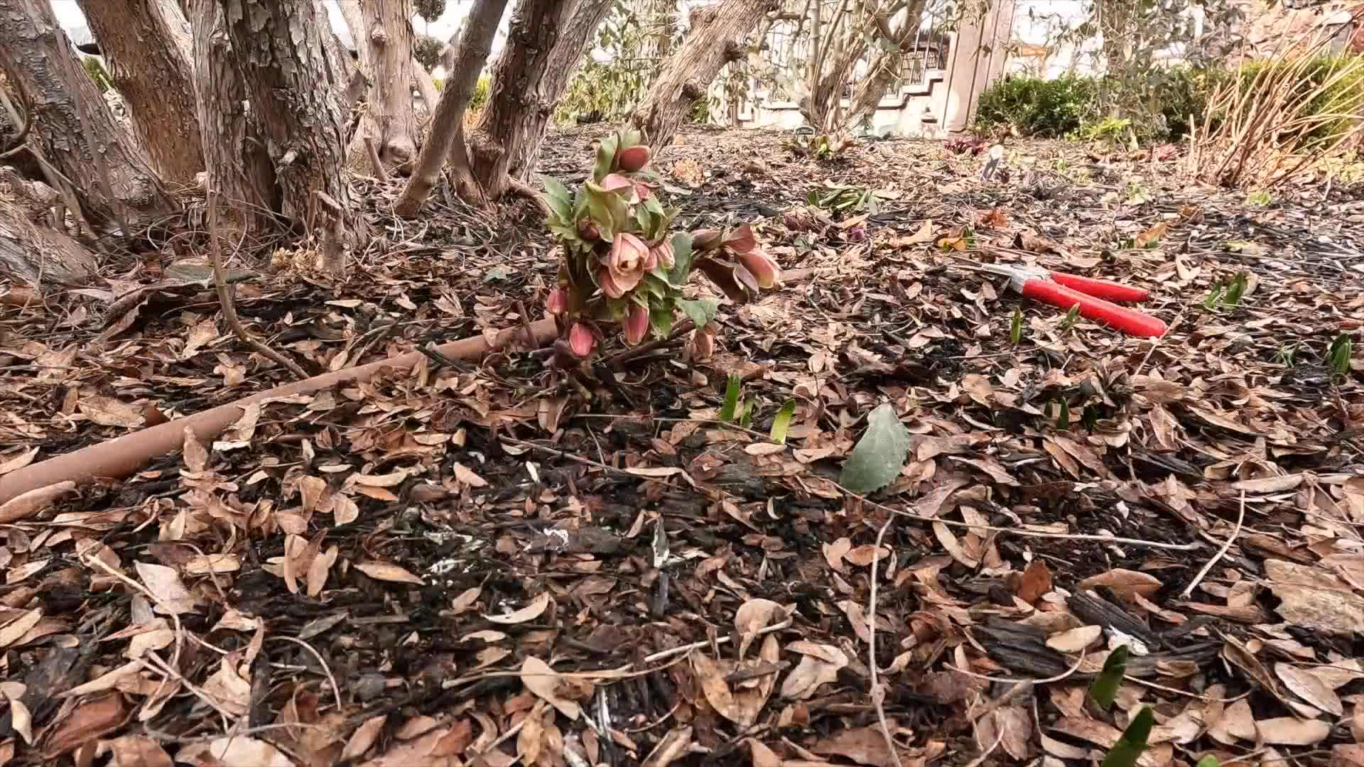 Pruning Hellebores
