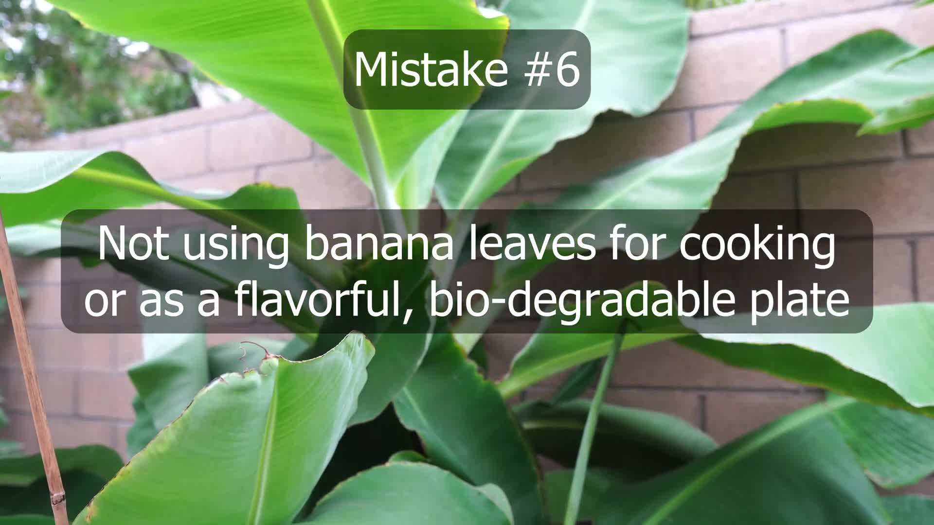 Pruning a banana plant
