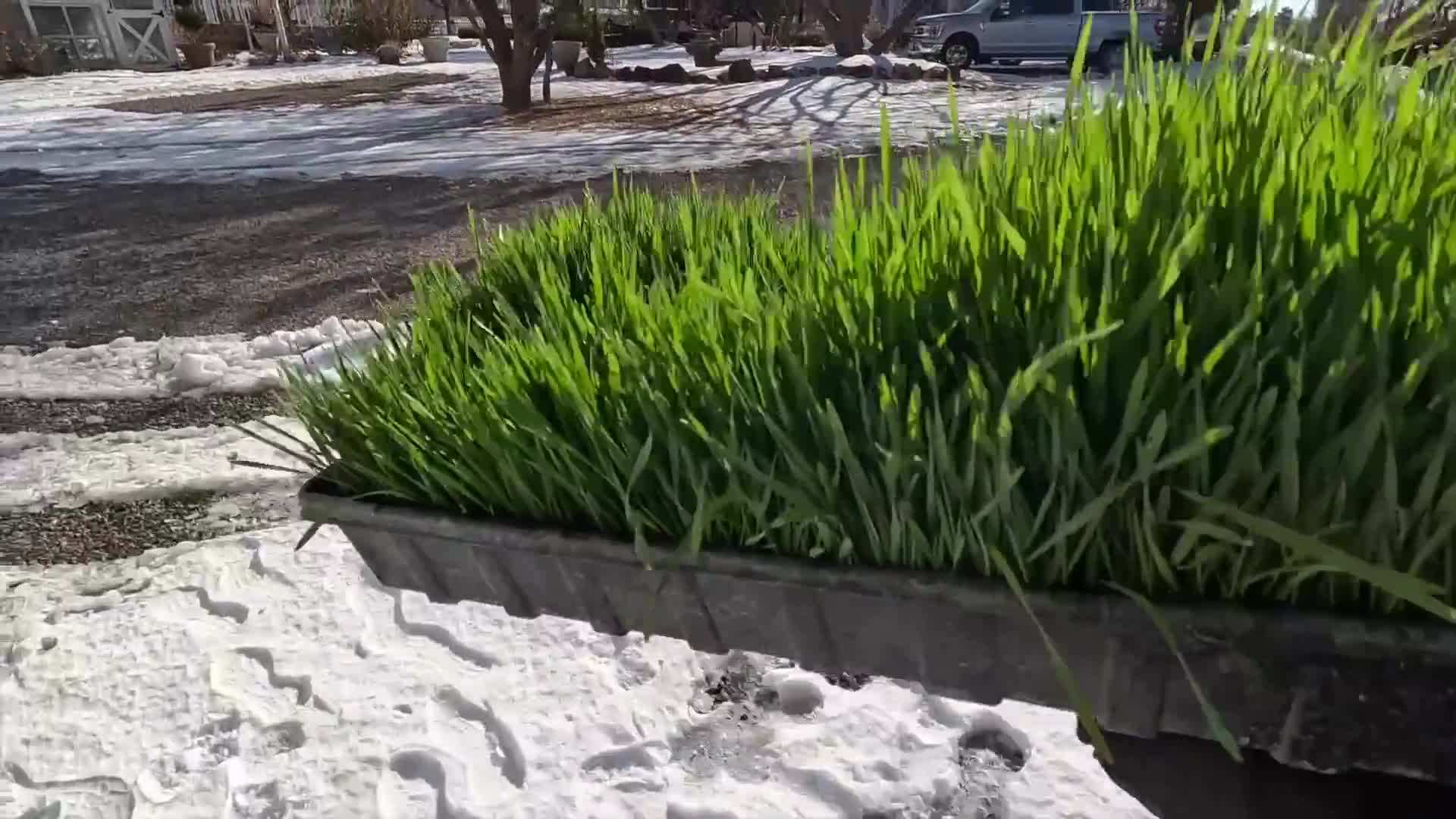 Applying teak oil for maintenance