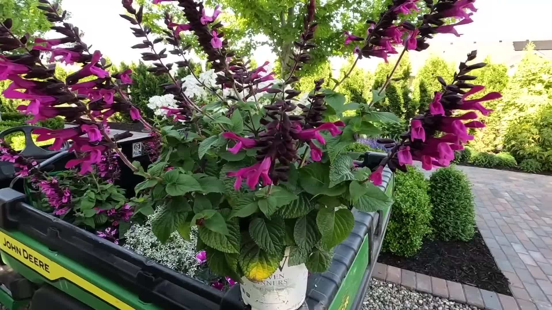 Incorporation of trailing ivy and ornamental grasses for added texture and dimension