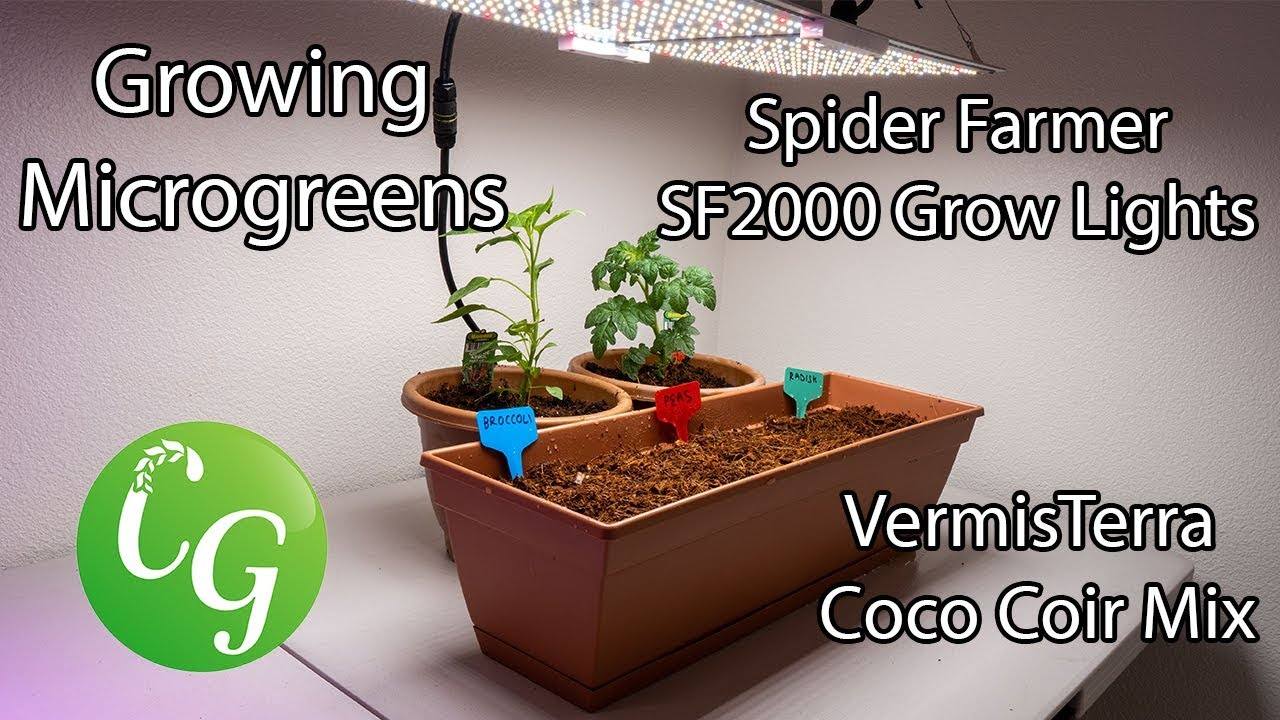 How to Grow Microgreens Indoors with Spider Farmer Grow Light SF2000 and Vermisterra Coco Coir Mix