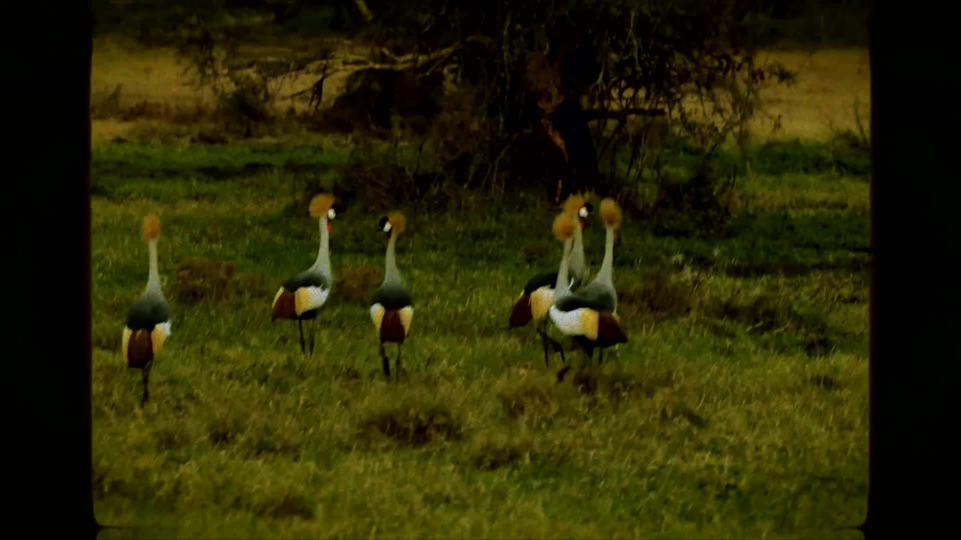 Guided Safari at Solio Lodge