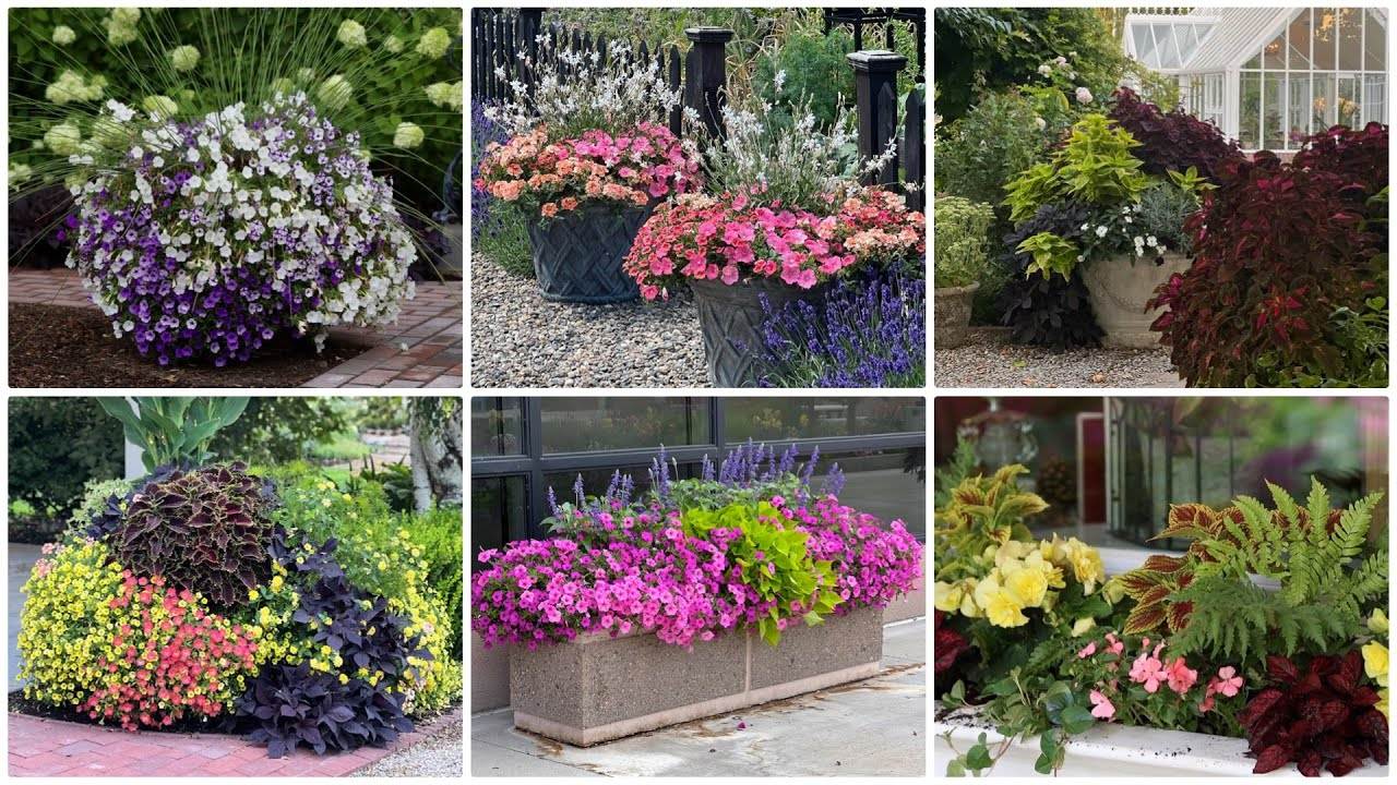 6 Container Combinations to Love for Your Garden