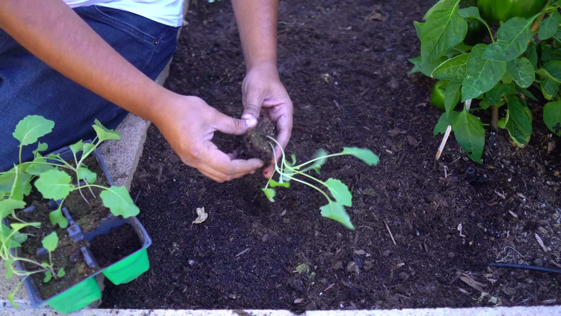 Different varieties of kohlrabi
