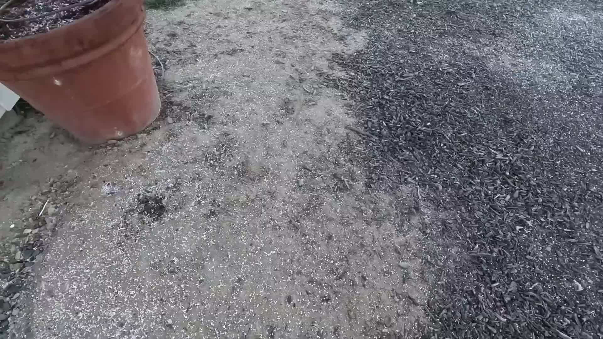 Supplies for making clove orange pomanders