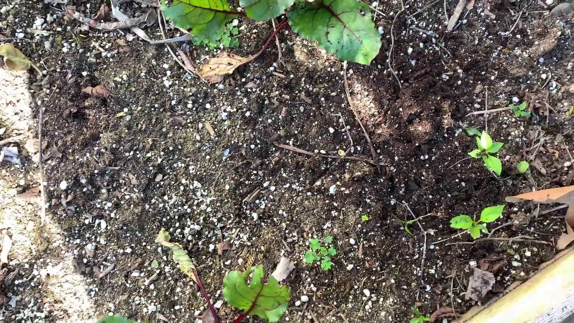 Watering Transplanted Beets