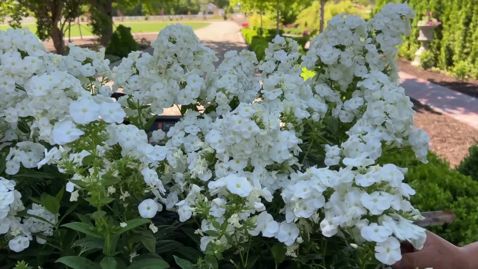 Magic Show® 'Ever After' Spike