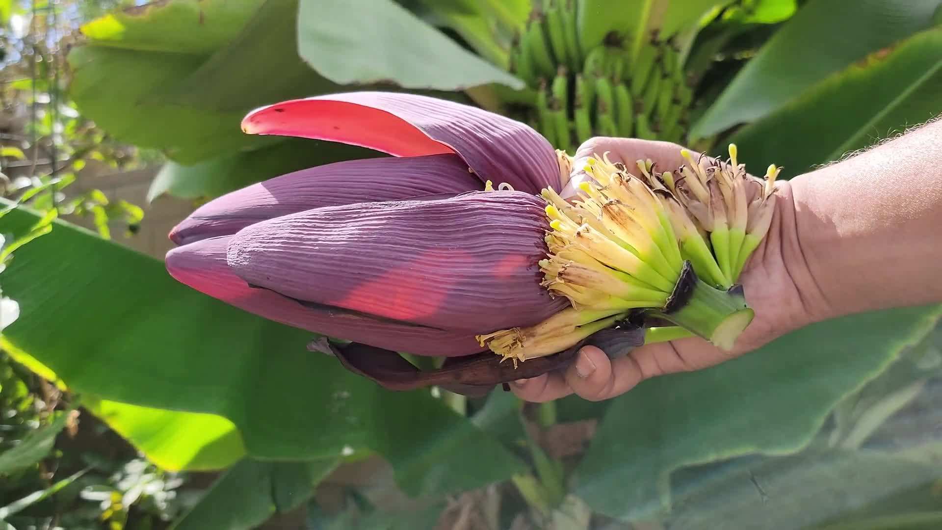 Illustration demonstrating the planting process of a banana tree