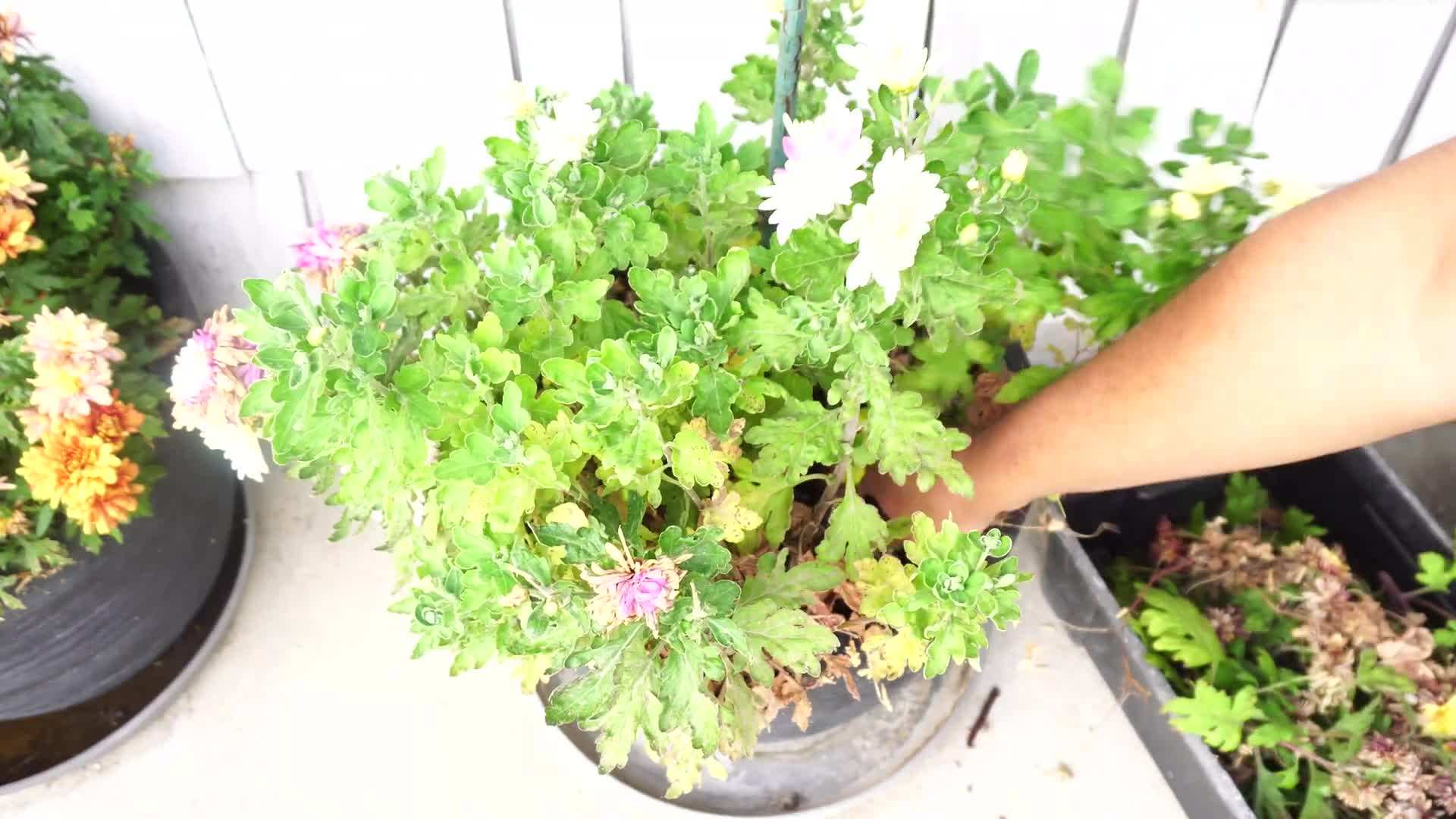 Pruning Chrysanthemums