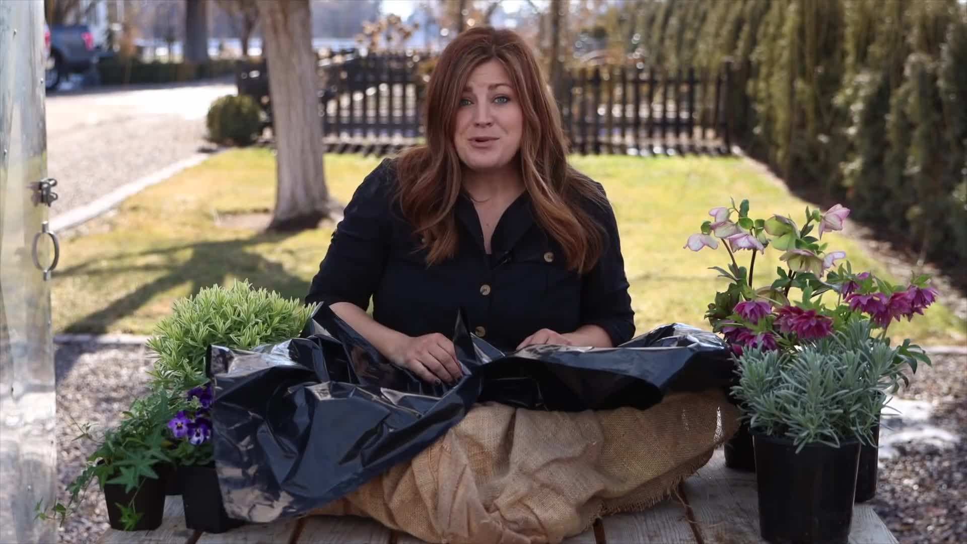 Trailing petunias for basket planting