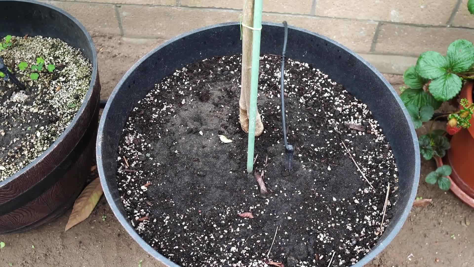 Bountiful Harvest of Tomatoes