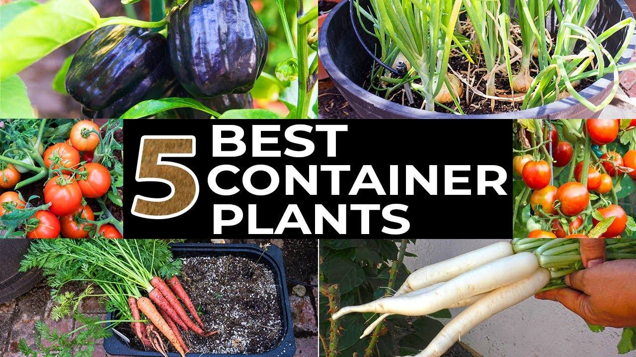 Top 5 Best Vegetable Plants for Your Edible Container Garden