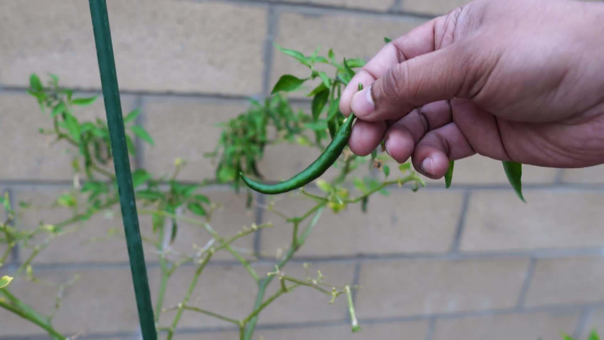 Choosing Heat-Tolerant Varieties