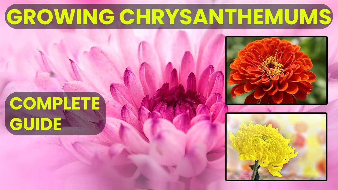 A Comprehensive Guide to Growing Beautiful Chrysanthemums (Mums)
