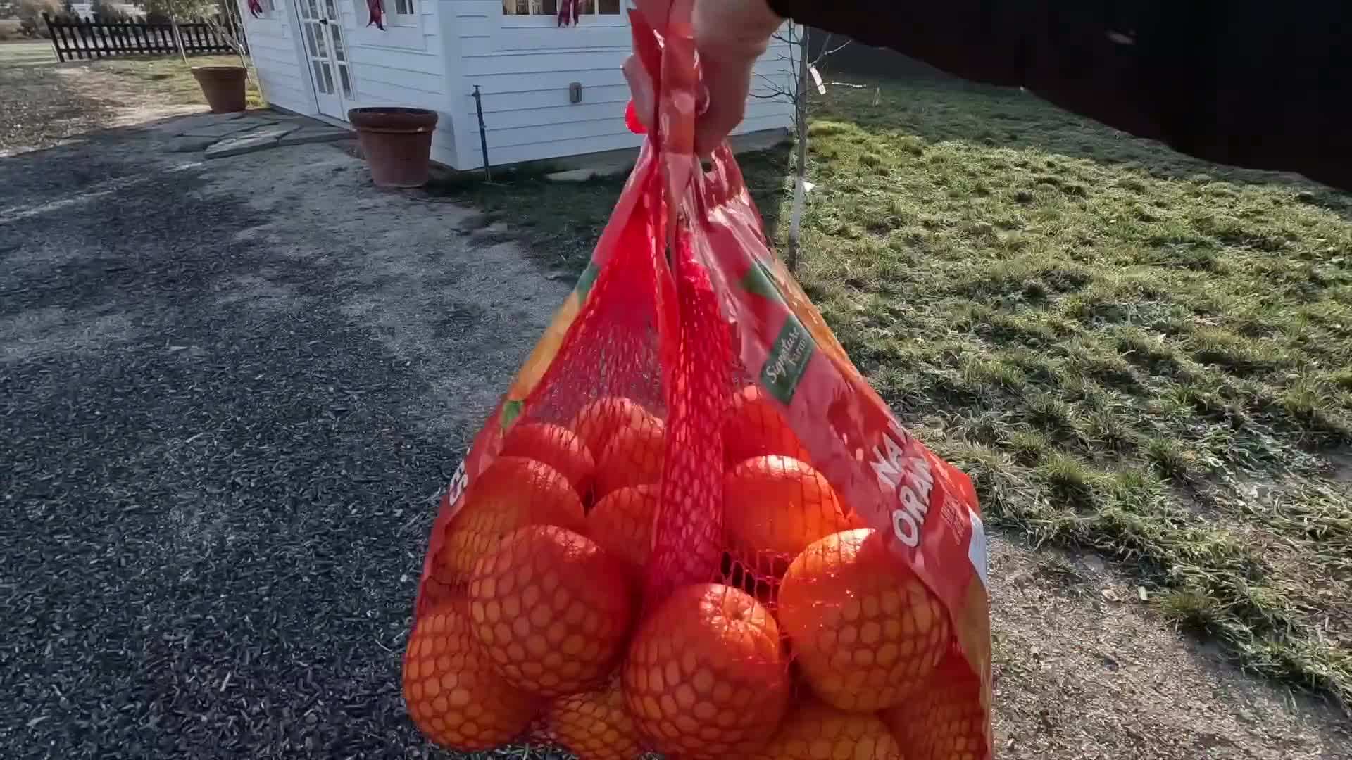 Orange studded with cloves