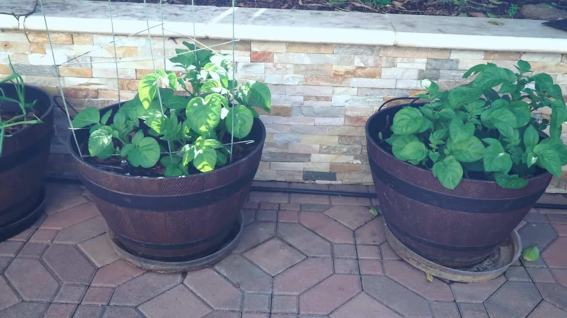 Harvest of homegrown bananas