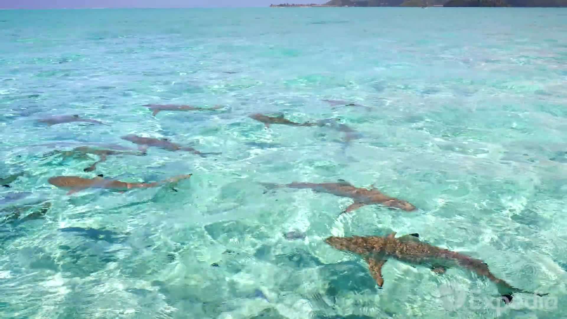 Turquoise waters of Bora Bora
