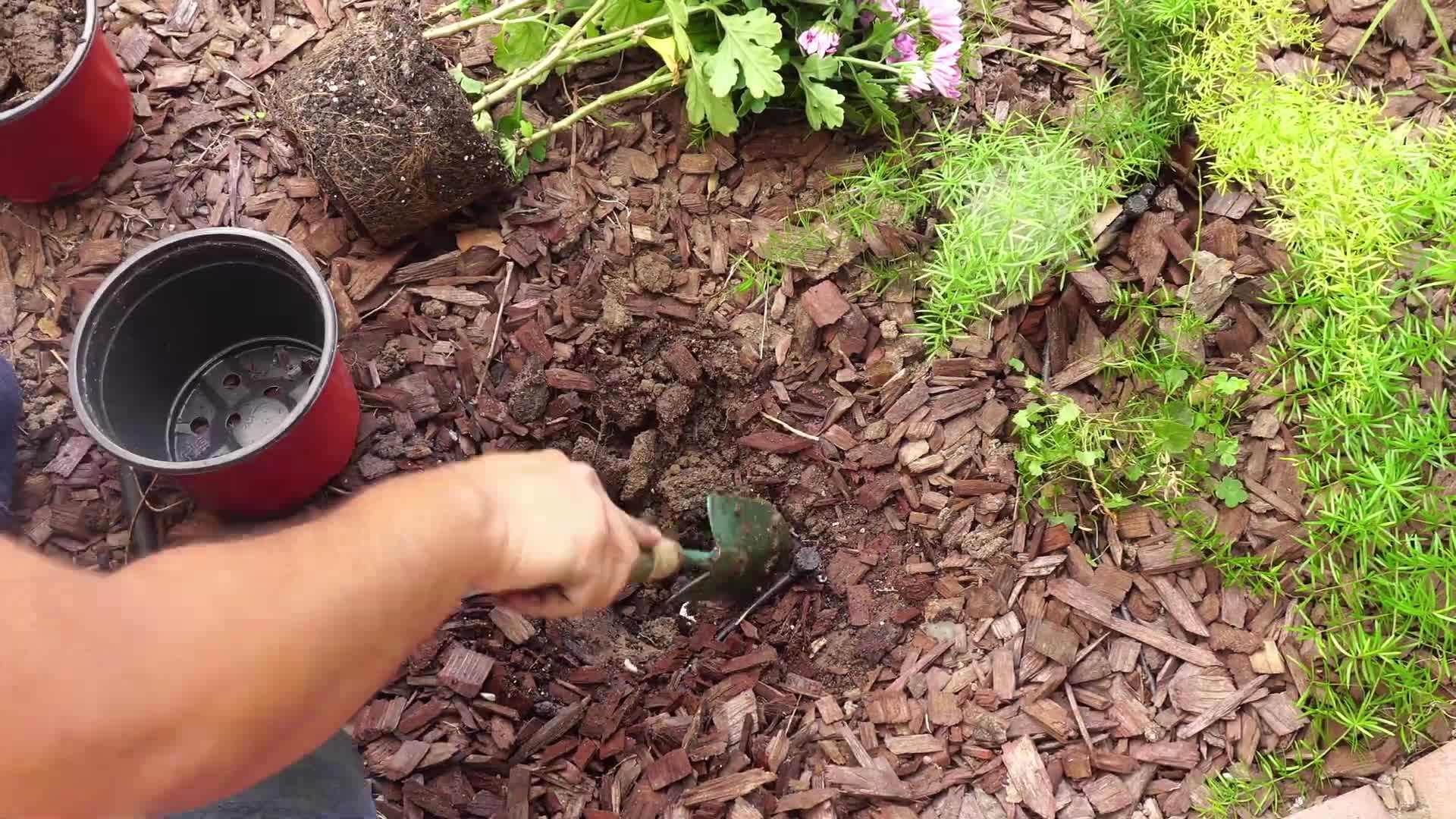 Different Types of Chrysanthemums