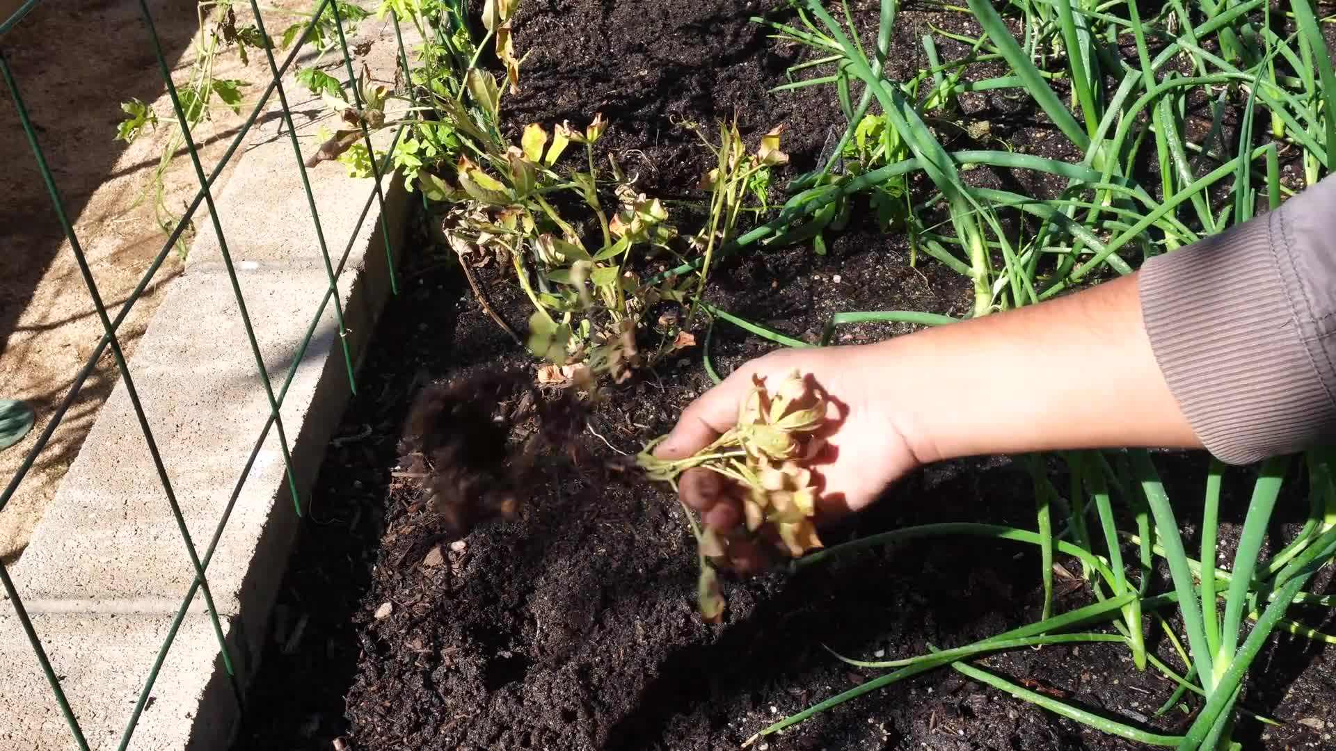 Soaking peanuts overnight